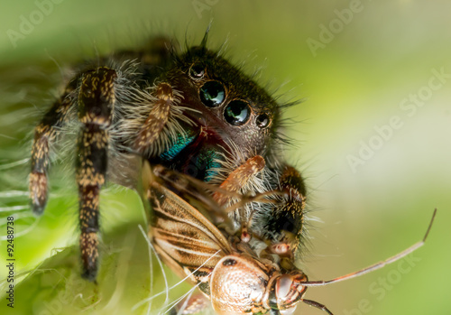 black jumping spider with green mouth and eyes eats bug