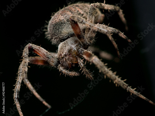 Brown orb weaving spider with black background