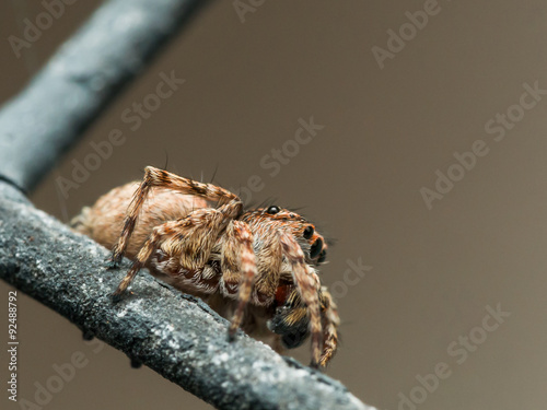 Brown jumping spider on window screen © stevenwellingson
