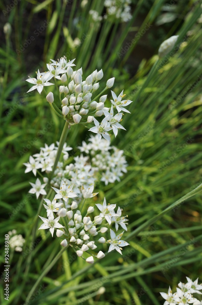 White flowers of the garlic chive nira herb