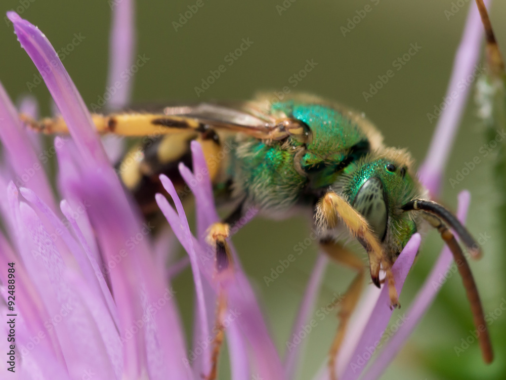 Naklejka premium Green metallic sweat bee on purple thistle