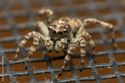 Jumping spider with big reflective eyes on window screen