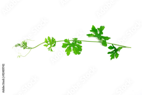 green creeping plant on white background