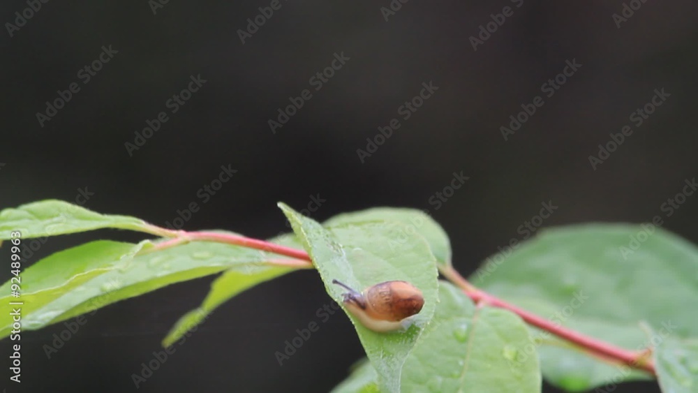 baby snail Helix pomatia, edible snail, macro
baby snail Helix pomatia, edible snail, macro