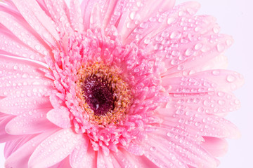  sweet pink Gerbera flower with water droplet, romantic and fre