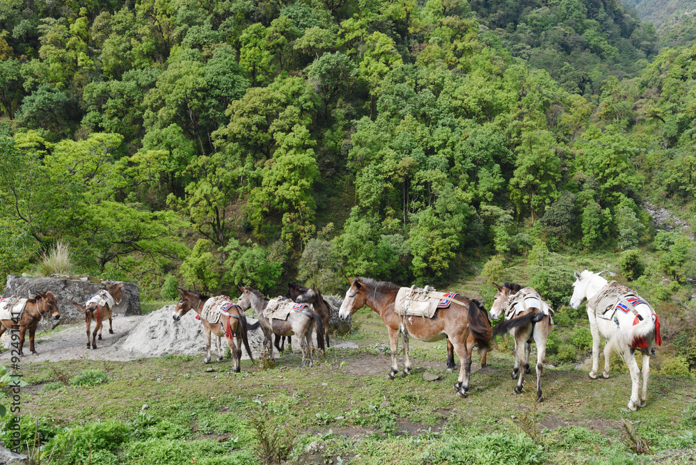 Fototapeta premium group of carrying horses, in Nepal