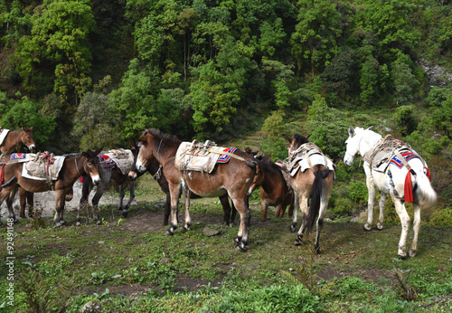 group of carrying horses, in Nepal
