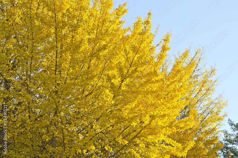 Fototapeta premium Ginkgo leaf tree in the garden.
