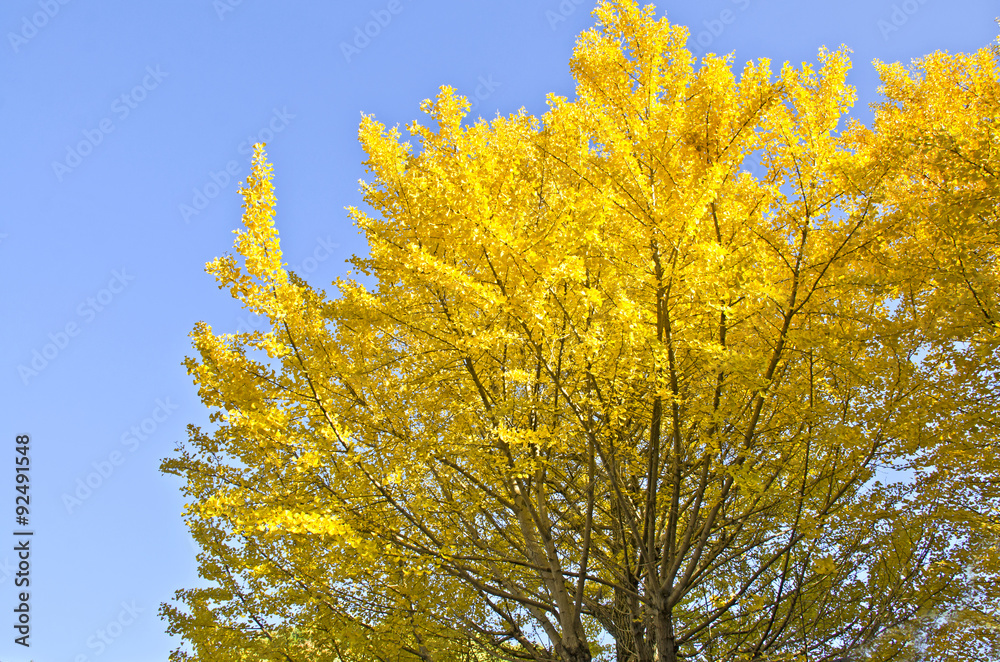 Ginkgo leaf tree in Outdoor.