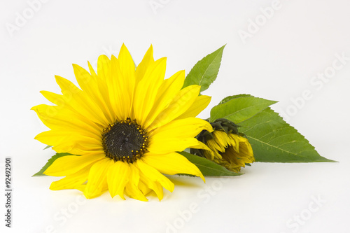 Fototapeta Naklejka Na Ścianę i Meble -  sunflowers on white background (Helianthus)