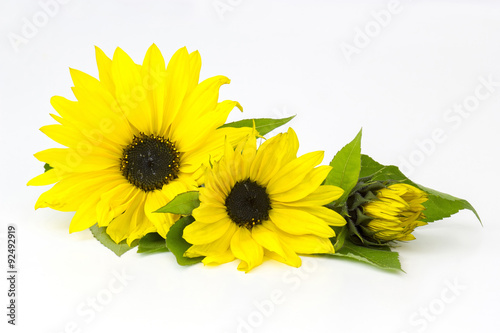 Fototapeta Naklejka Na Ścianę i Meble -  sunflowers on white background (Helianthus)