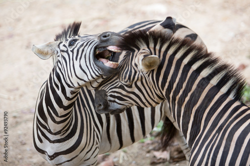 Two zebras fighting