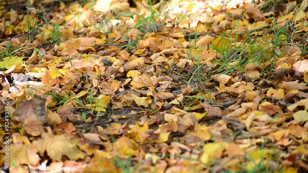 autumn maple leaves on ground autumn maple leaves on ground