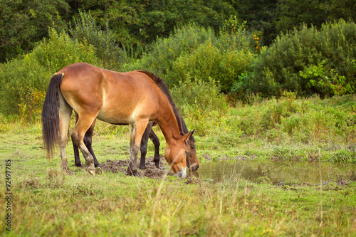 Two horses drinking from a puddle