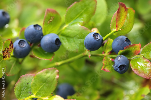 Wild blueberries on the bush in forest. Vaccinium myrtillus
