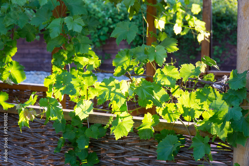 Grape leaves with sunlight closeup agriculture green vine