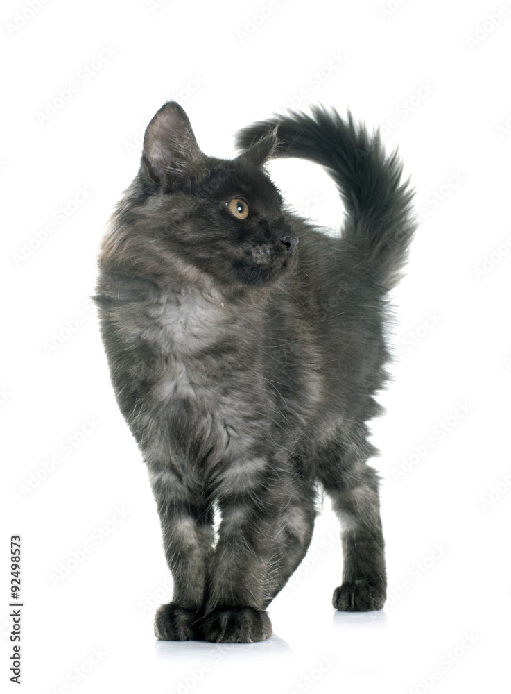 Obraz premium maine coon kitten