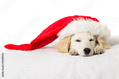 Christmas labrador puppy sleeping
