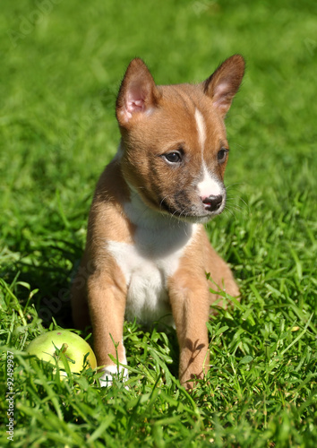 beautiful Basenji dog puppy on the green grass and an apple