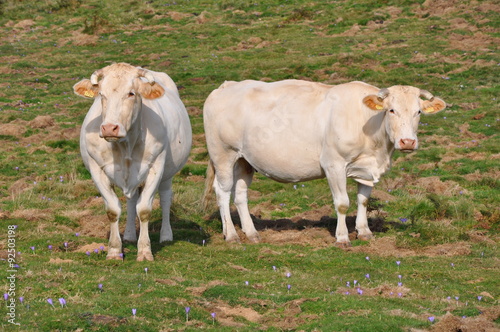 Vaches charolaises