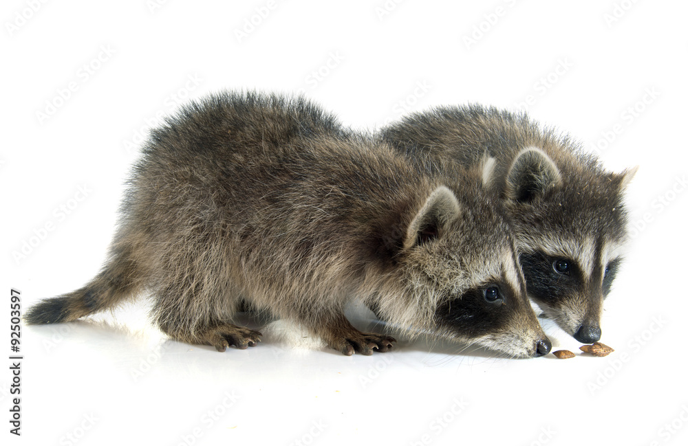Naklejka premium young raccoon