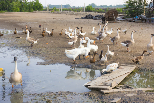 Geese and duck farm in Thailand