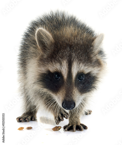 Fototapeta Naklejka Na Ścianę i Meble -  young raccoon