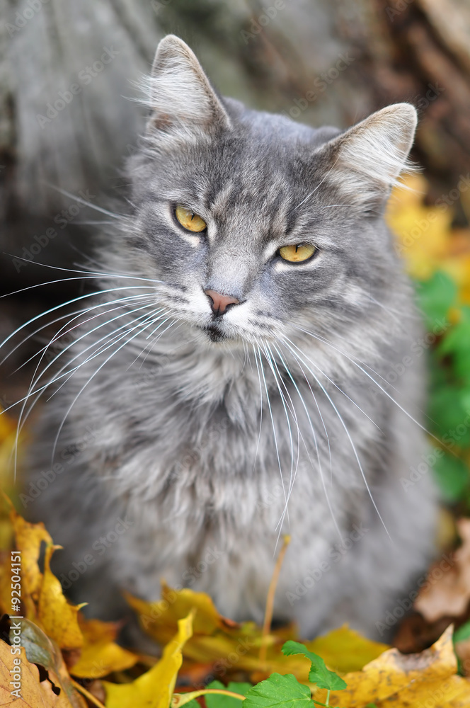 cat and autumn cat and autumn