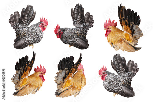 set of chicken bantam ,rooster isolated on white backgrond with