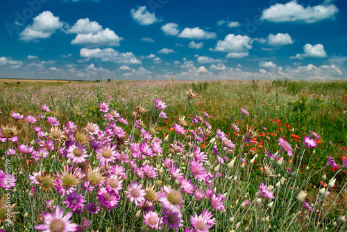 summer landscape with pink wildflowers