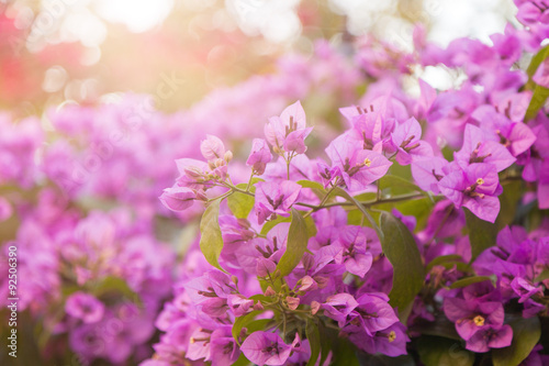 Bougainvillea - beautiful, colorful flowers © olezzo