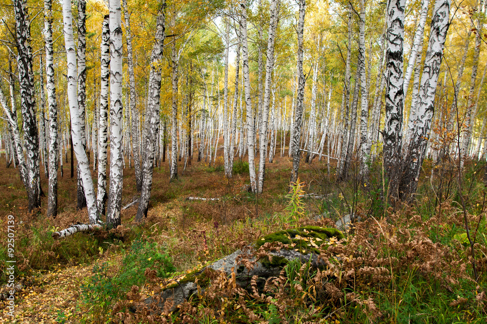 Obraz premium Autumn forest on the lake Arakul