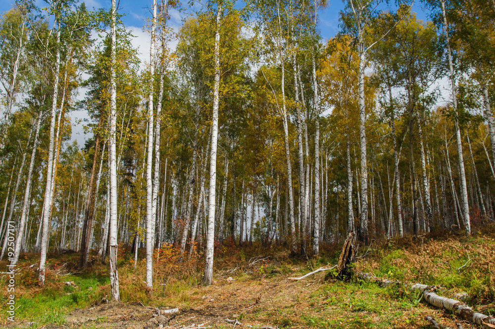 Fototapeta premium Autumn forest on the lake Arakul
