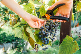 zbieranie winogron
