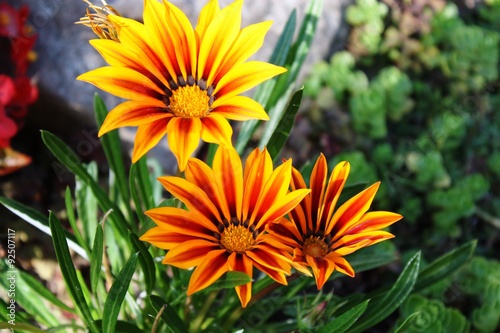 Gazania Hybride 'Magic' Mittagsgold