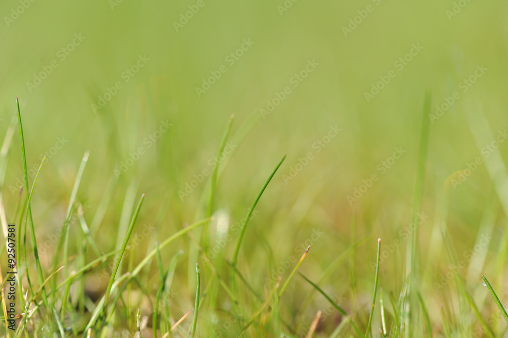 Obraz premium Herbe