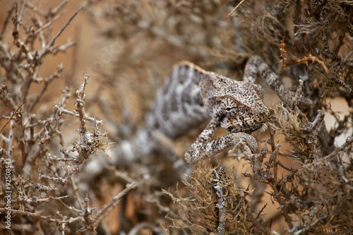 Chameleon hiding in bush - Socotra island, Yemen 