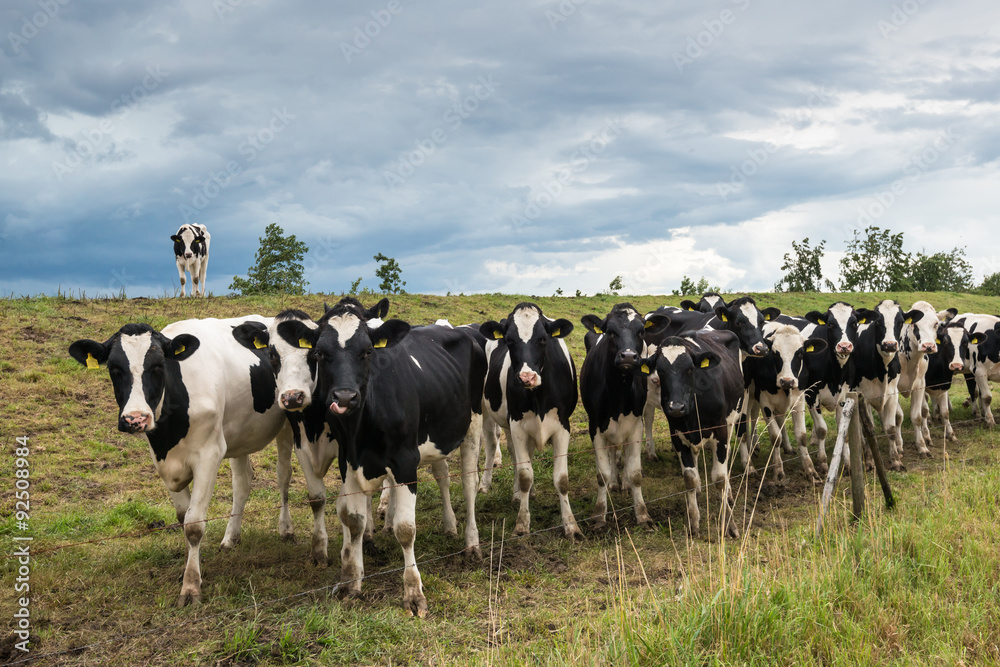 Black spotted cows and a threatening cloudy sky