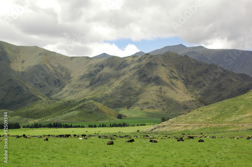 South Island hills with livestock grazing the green pastures beneath them.