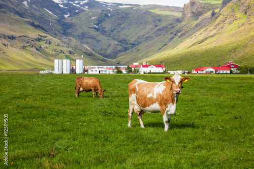 Icelandic dairy farm