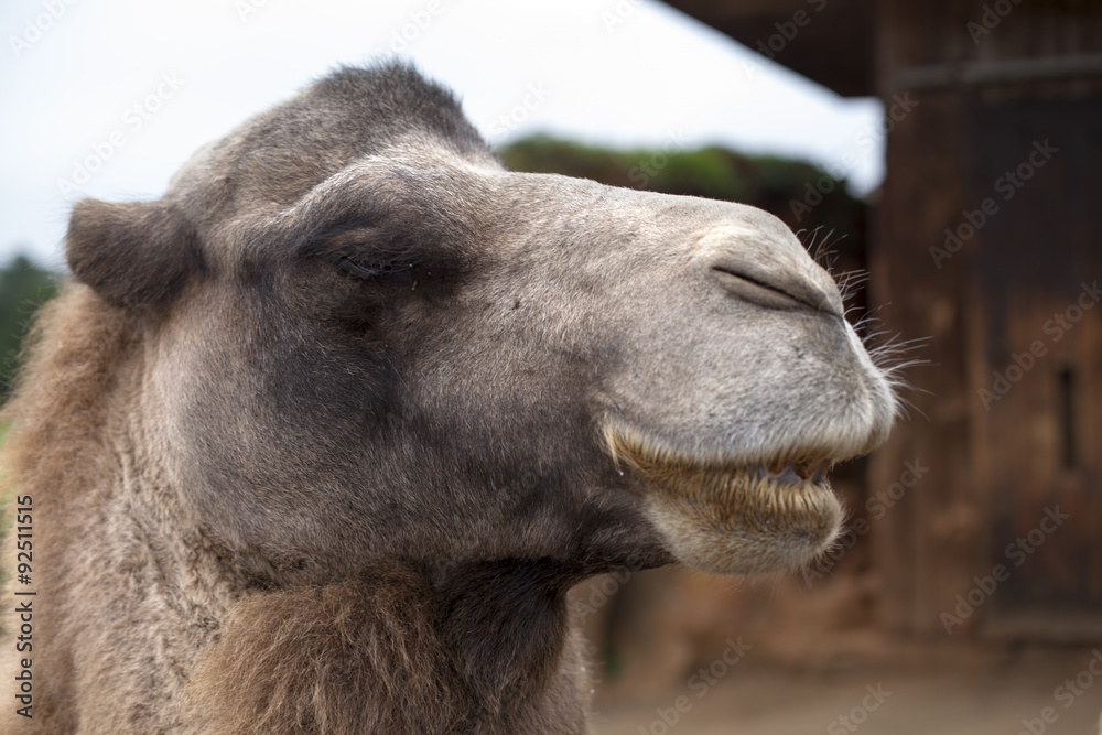 Obraz premium Wielbłąd z bliska