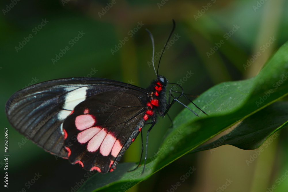 Fototapeta premium Großer Kurier