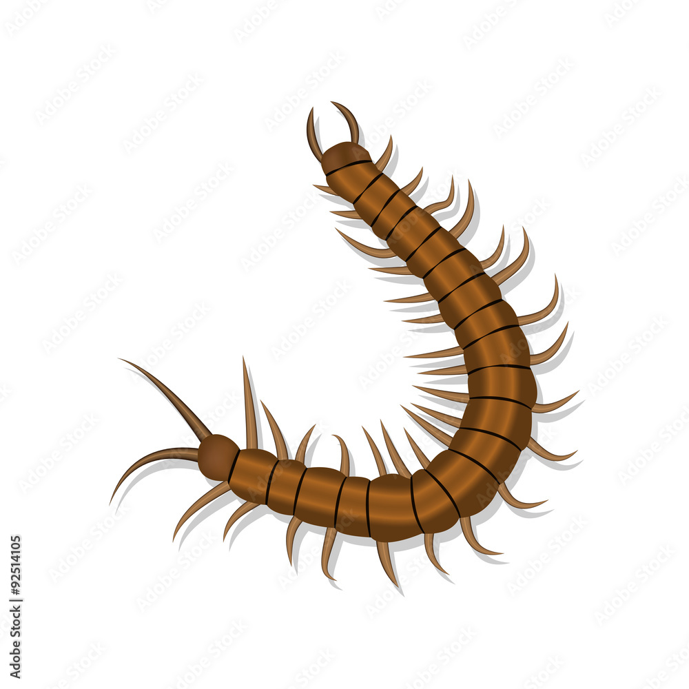 Realistic centipede with shadow isolated Realistic centipede with shadow isolated