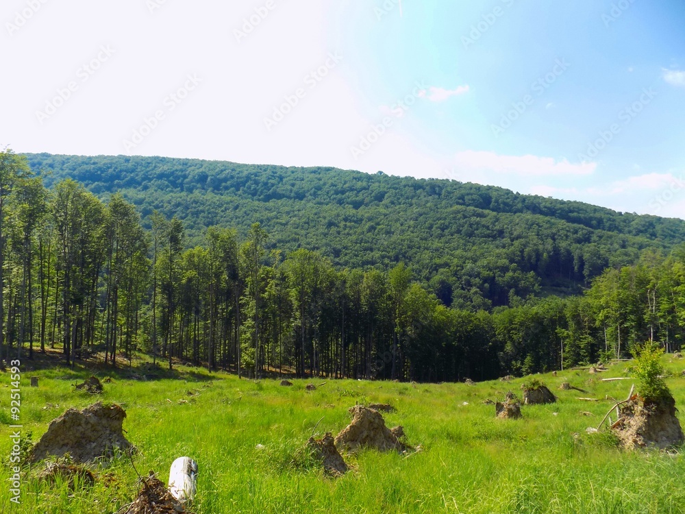 Naklejka premium Meadow, forest and sky