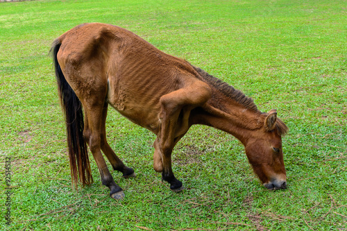 Fototapeta Naklejka Na Ścianę i Meble -  Broken leg horse eating grass