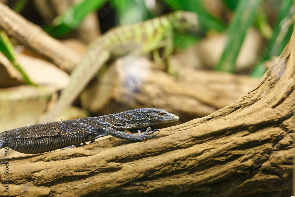 Naklejka premium lizard - Varanus macraei