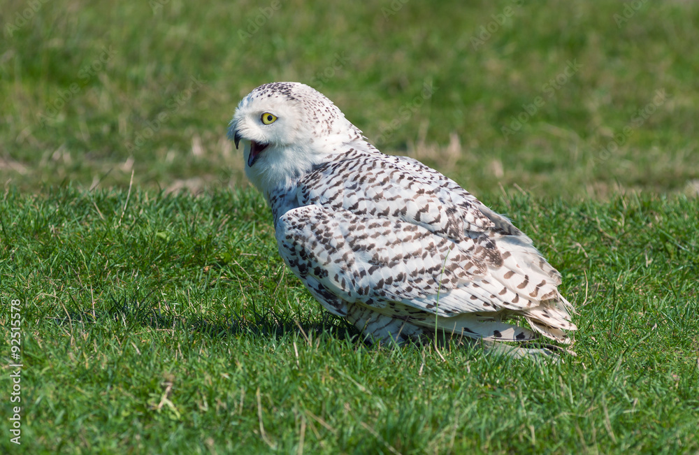 Fototapeta premium snow owl