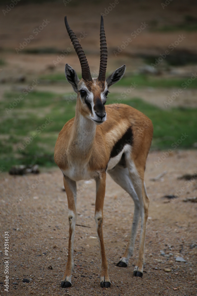 Fototapeta premium Thomson's gazelle
