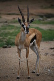 Thomson's gazelle 