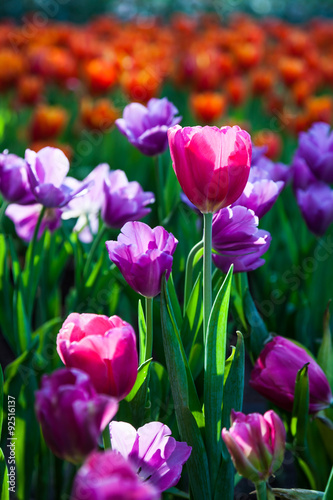 Tulip garden